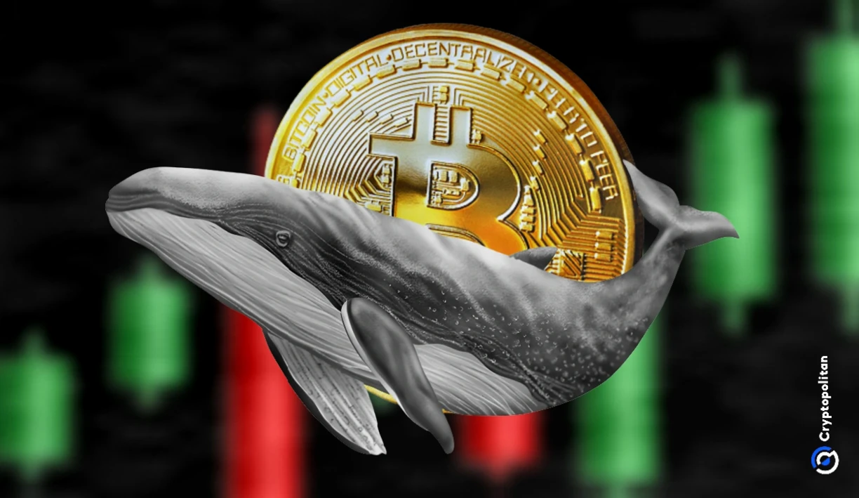 比特币鲸鱼近期大规模积累，达到2013年以来最高水平