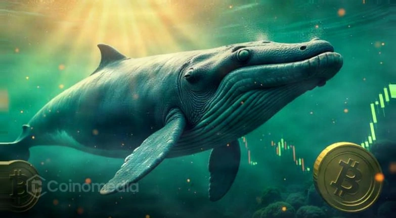 Bitcoin Whales Spark Largest Accumulation Surge Since 2013
